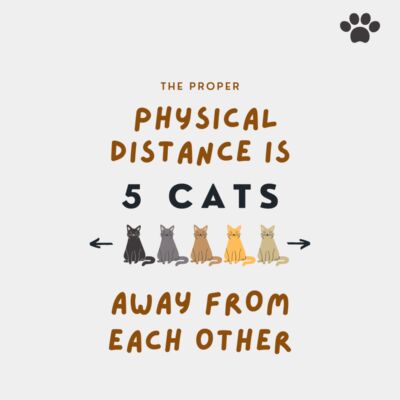Cats Physical Distance Thumbnail